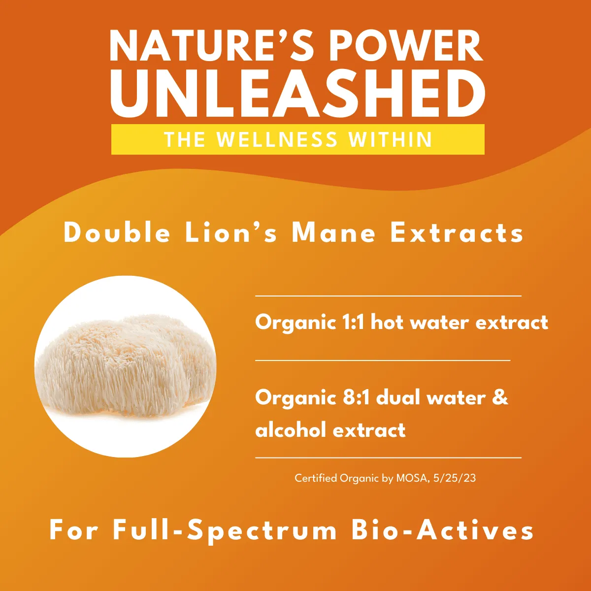 Bold Lion's Mane Mushroom