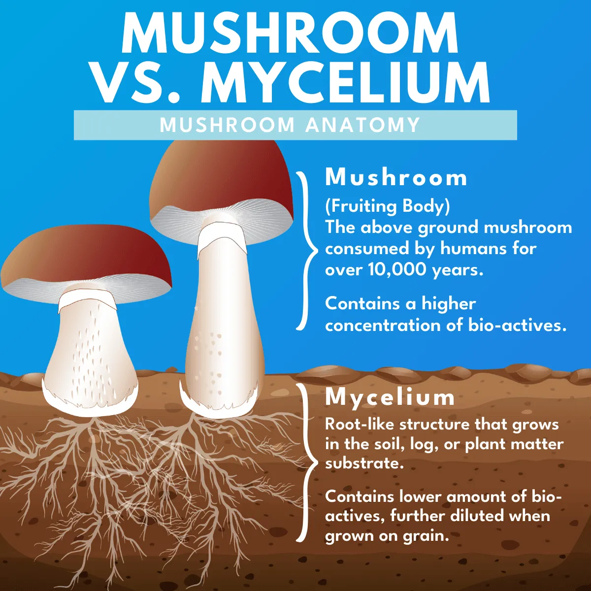 Bold Lion's Mane Mushroom