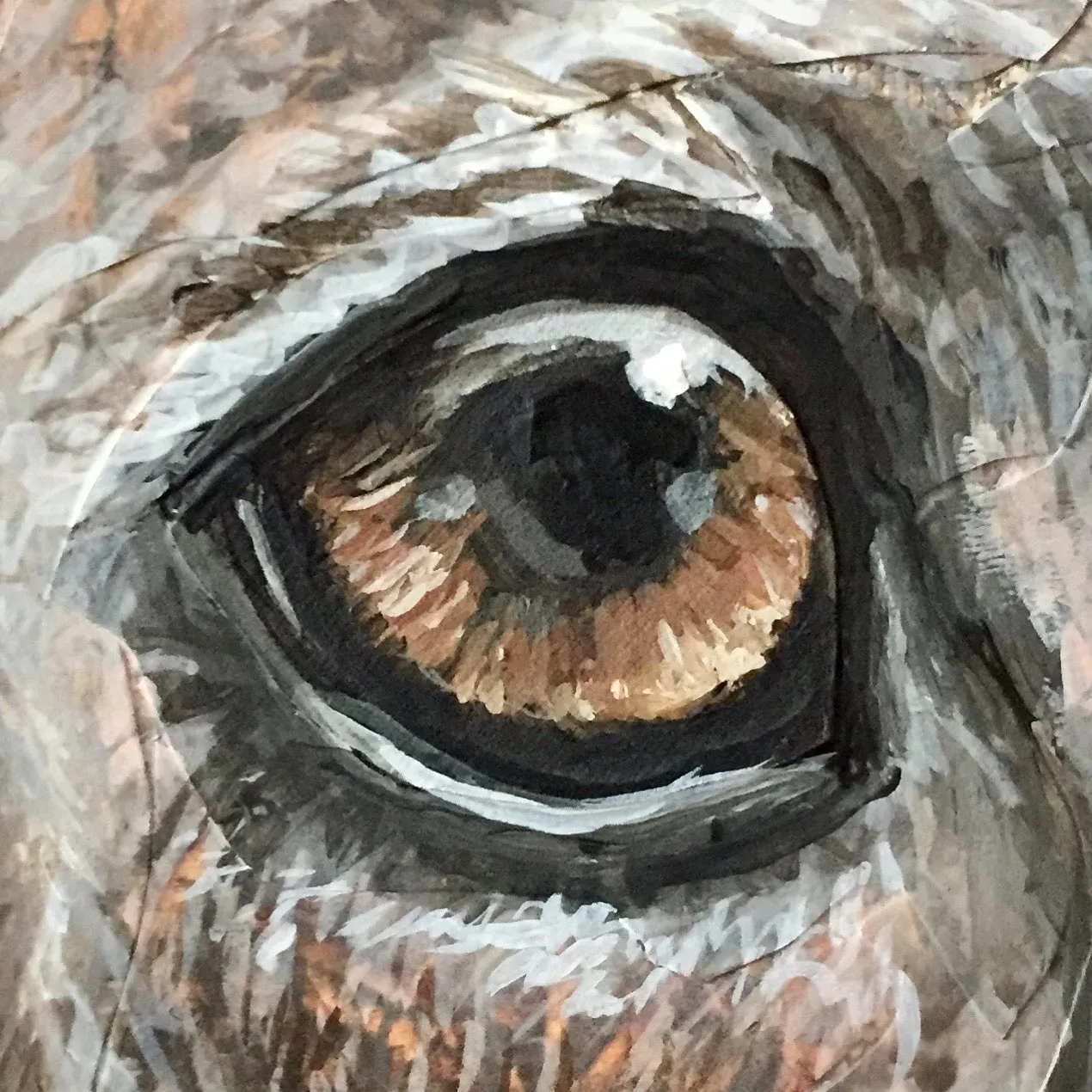 Gia - Greyhound