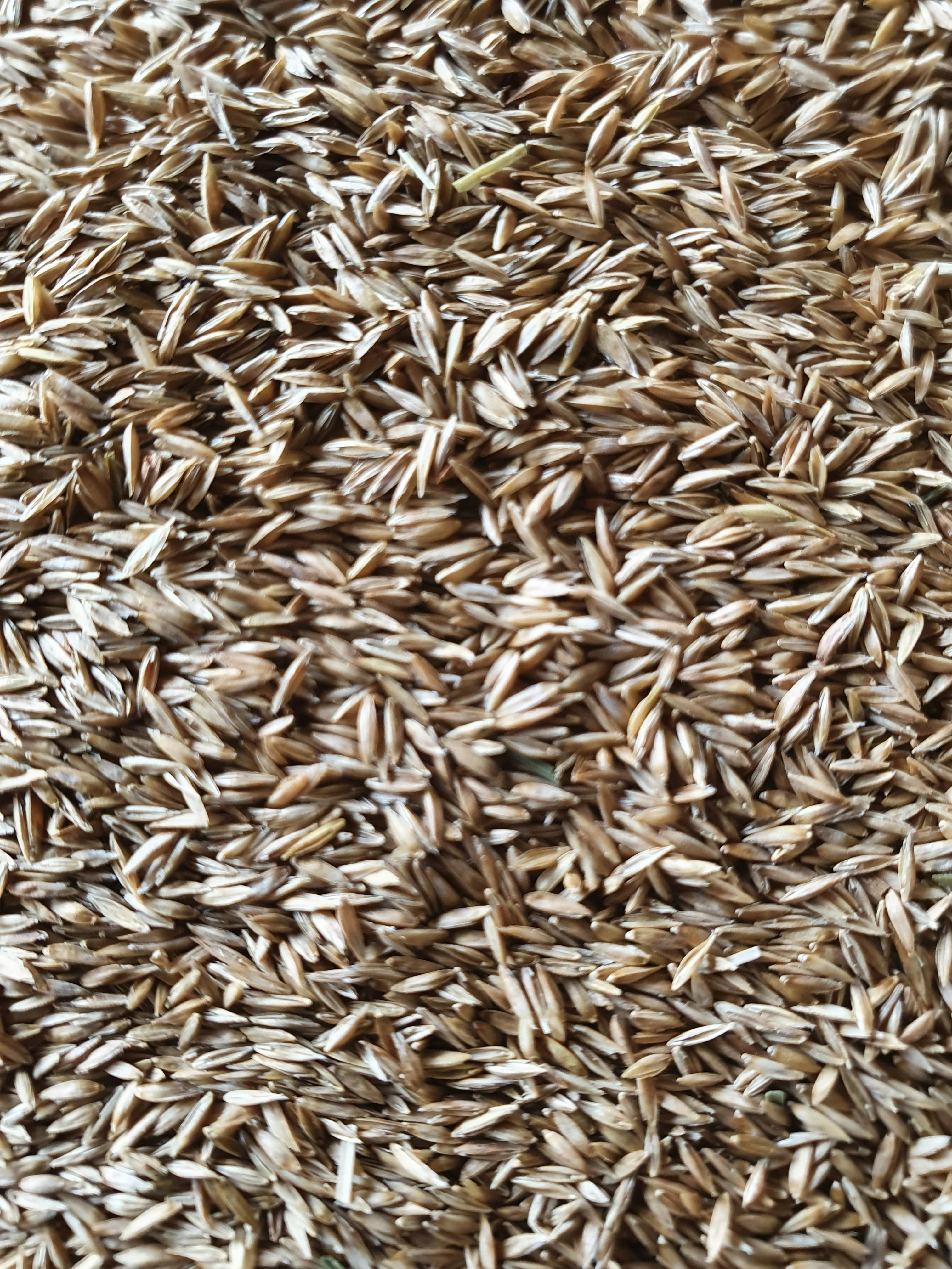 Smooth Meadow Grass -20g