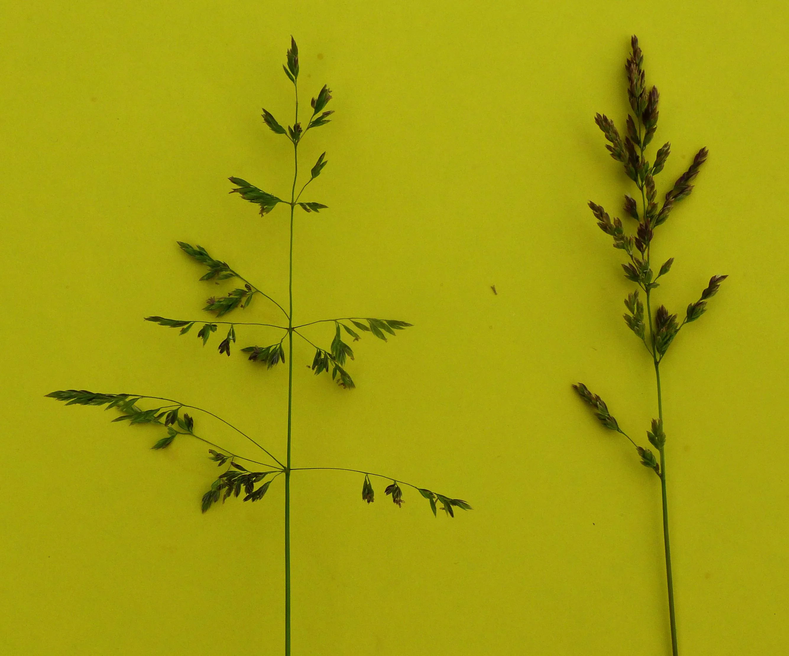 Smooth Meadow Grass -20g