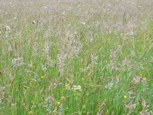 Smooth Meadow Grass -20g
